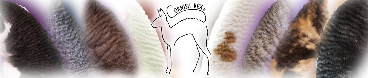 Cornish rex ry